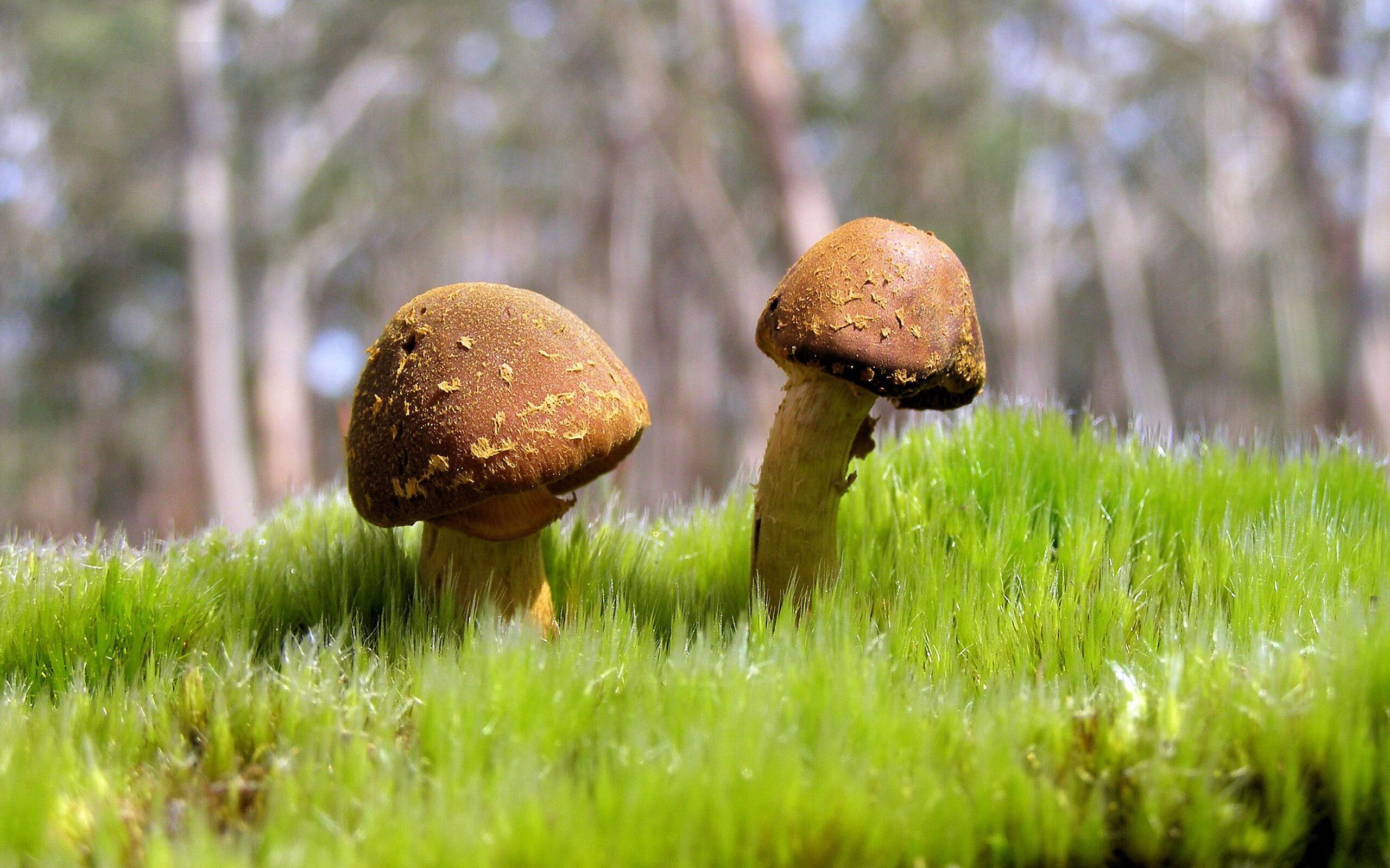 新研究显示土星环与土星相比显得异常年轻
